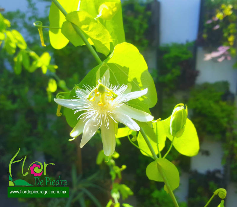 Jardines Verticales Flor de Piedra & Paisajismo Urbano, Flor de Piedra Jardines Verticales Flor de Piedra Jardines Verticales บ่อน้ำในสวน