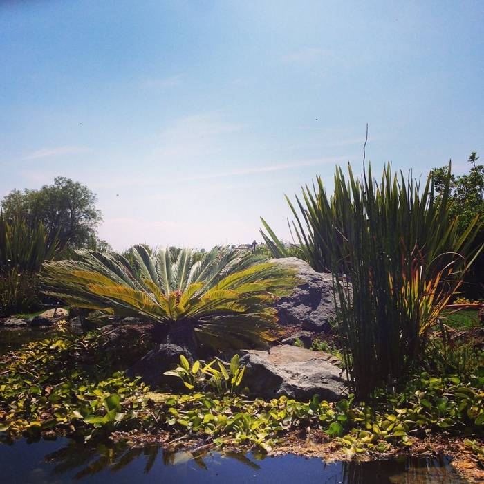 Casa DFC, Paisare - Paisajismo y arquitectura Paisare - Paisajismo y arquitectura Garden Pond