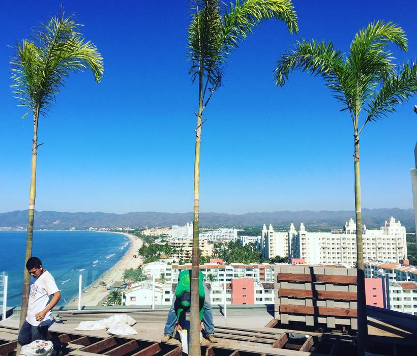 Plantación de palmas en exclusivo Pent House Puerto Vallarta LA COSTERA PAISAJISMO Y JARDINERIA Jardines zen