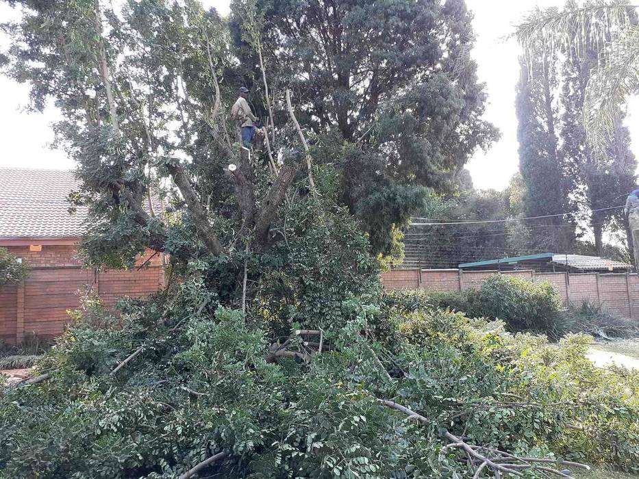 Another tree down Bones Tree Felling