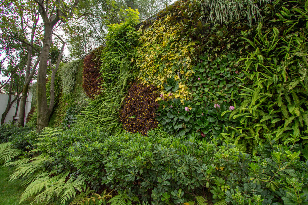 Muro Verde Natural, San Angel Inn, Generación Verde Generación Verde Jardines modernos