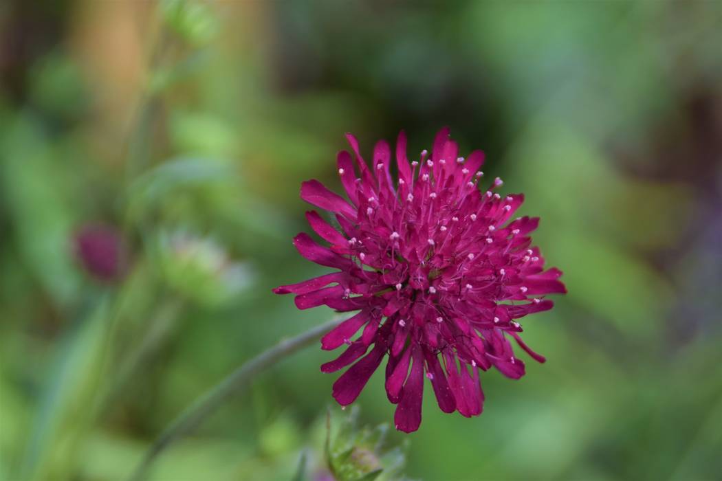 Moderne stadstuin met sfeervolle elementen en groen Dutch Quality Gardens, Mocking Hoveniers Moderne tuinen Bloem,Plant,bloemblaadje,terrestrische plant,Kruidachtige plant,Gras,Magenta,Eenjarige plant,Substruik,Bloeiende plant