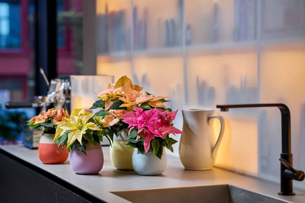 Zimmerpflanze des Monats Dezember - Poinsettie, Pflanzenfreude.de Pflanzenfreude.de 室内花园 陶器 室內景觀