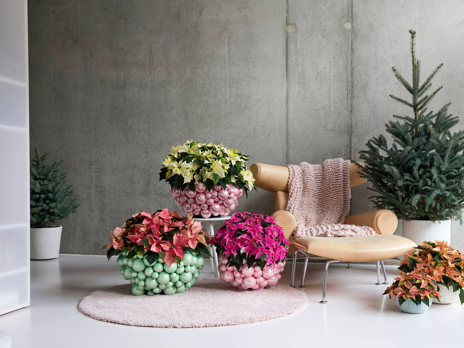 Farbenfrohe Poinsettien als Stimmungsheber in der kalten Jahreszeit Pflanzenfreude.de Innengarten Plastik Poinsettie, Weihnachtsstern, Zimmerpflanze, Pflanze,Raumbegrünung