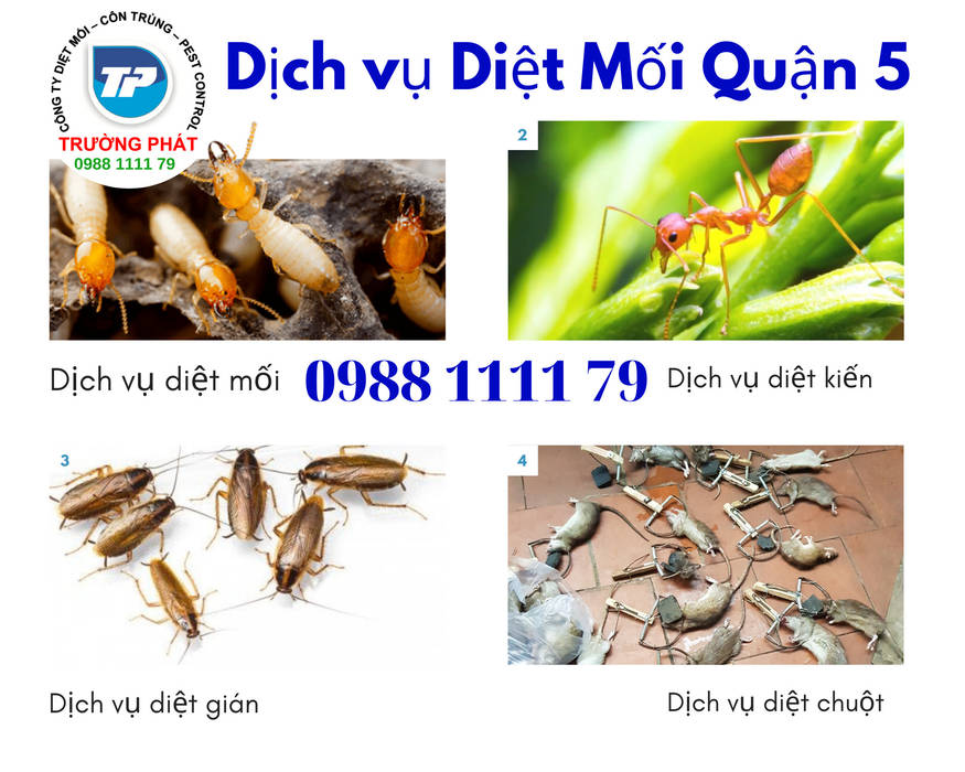 Diệt mối Tận gốc quận 5 - Dịch vụ diệt mối quân 5, Công TY Diệt Mối Trường Phát Công TY Diệt Mối Trường Phát