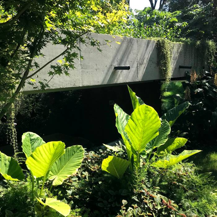 Alocasias en primer plano Vivero Antoniucci SA Jardines en la fachada Hormigón