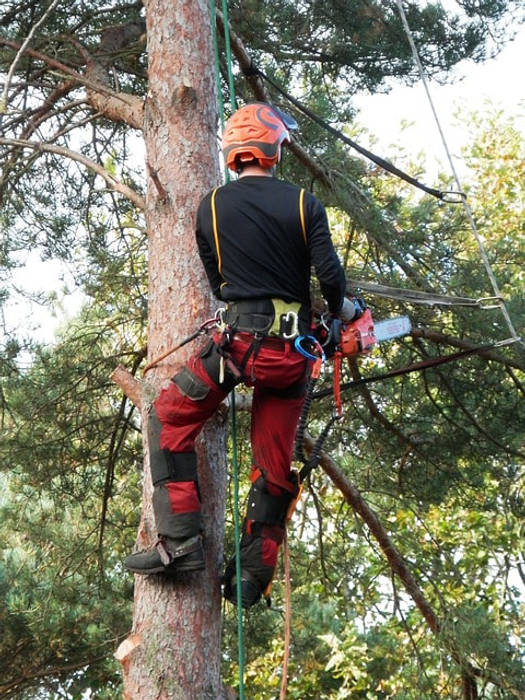 Pic, Tree Service Stamford Tree Service Stamford