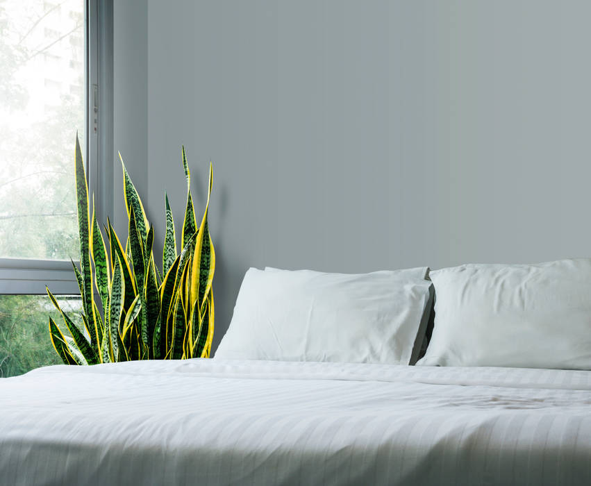 Snake Plant Interioforest Plantscaping Solutions Tropical style bedroom
