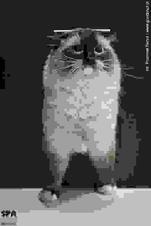 homify