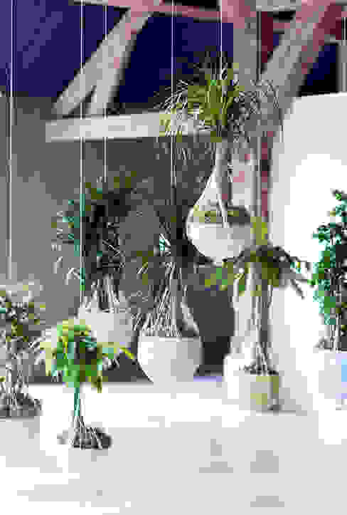 Die Zimmerbäume – Zimmerpflanzen des Monats Januar 2016, Pflanzenfreude.de Pflanzenfreude.de Interior landscaping