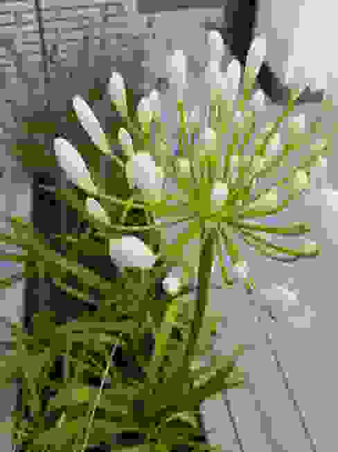 Agapanthus flower head Paul Newman Landscapes Тераса