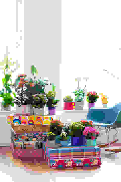Zimmerpflanze des Monats, Pflanzenfreude.de Pflanzenfreude.de Interior landscaping Multicolored