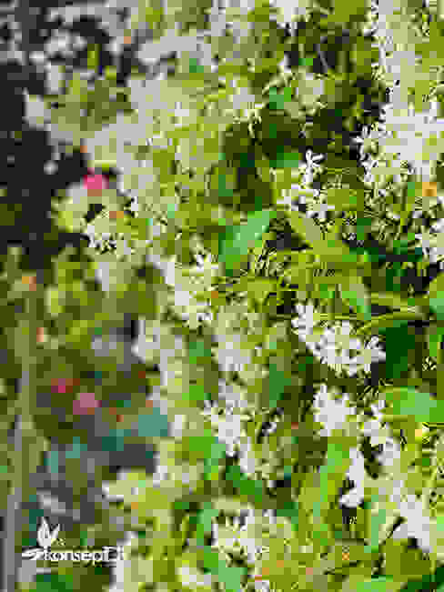 konseptDE FİDANLIK 2020 konseptDE Peyzaj Fidancılık Tic. Ltd. Şti. Modern Bahçe yalova,konseptde peyzaj,bitkiler,plants,gardening,perennial garden,rhnycospermum jasminoides, yasemin,flowers, white