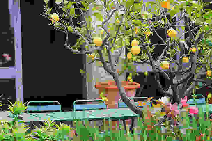 Gartendesign, Phillys Interior Design Phillys Interior Design Mediterraner Garten Anlage,Botanik,Blume,Blatt,Natur,Vegetation,Baum,Gelb,Gras,Zitrusfrüchte