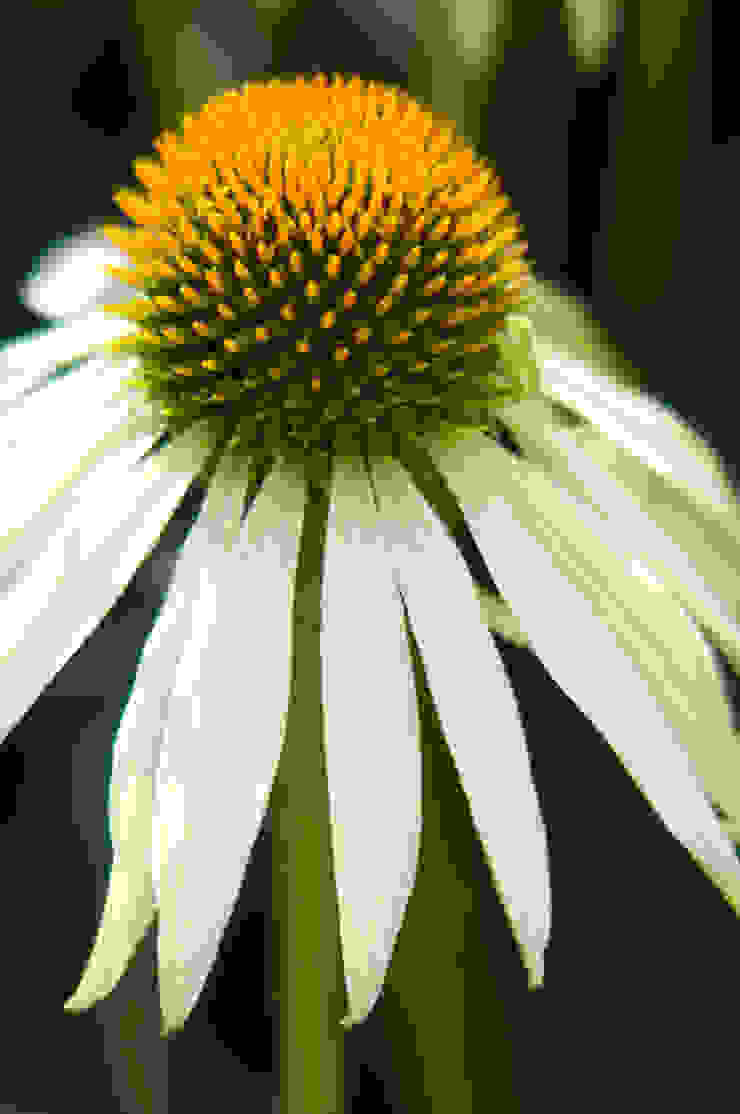 Party garden in Sevenoaks, Kent Giardino moderno di Earth Designs Moderno