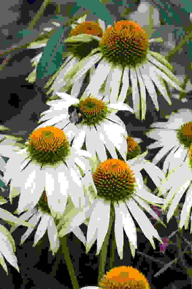 Party garden in Sevenoaks, Kent Giardino moderno di Earth Designs Moderno