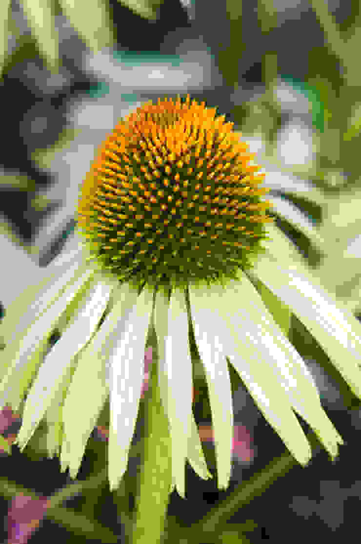 Party garden in Sevenoaks, Kent Giardino moderno di Earth Designs Moderno