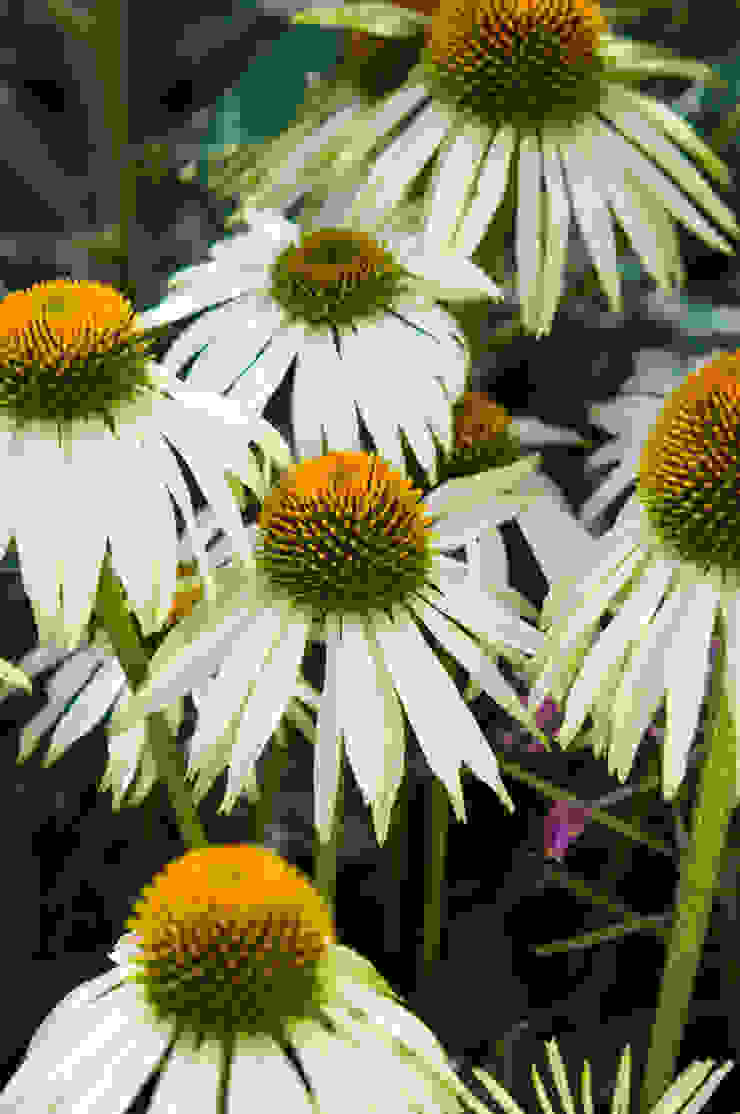 Party garden in Sevenoaks, Kent Giardino moderno di Earth Designs Moderno