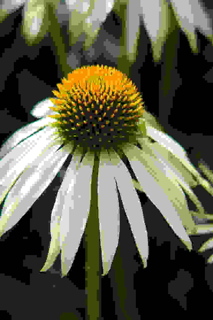 Party garden in Sevenoaks, Kent Giardino moderno di Earth Designs Moderno