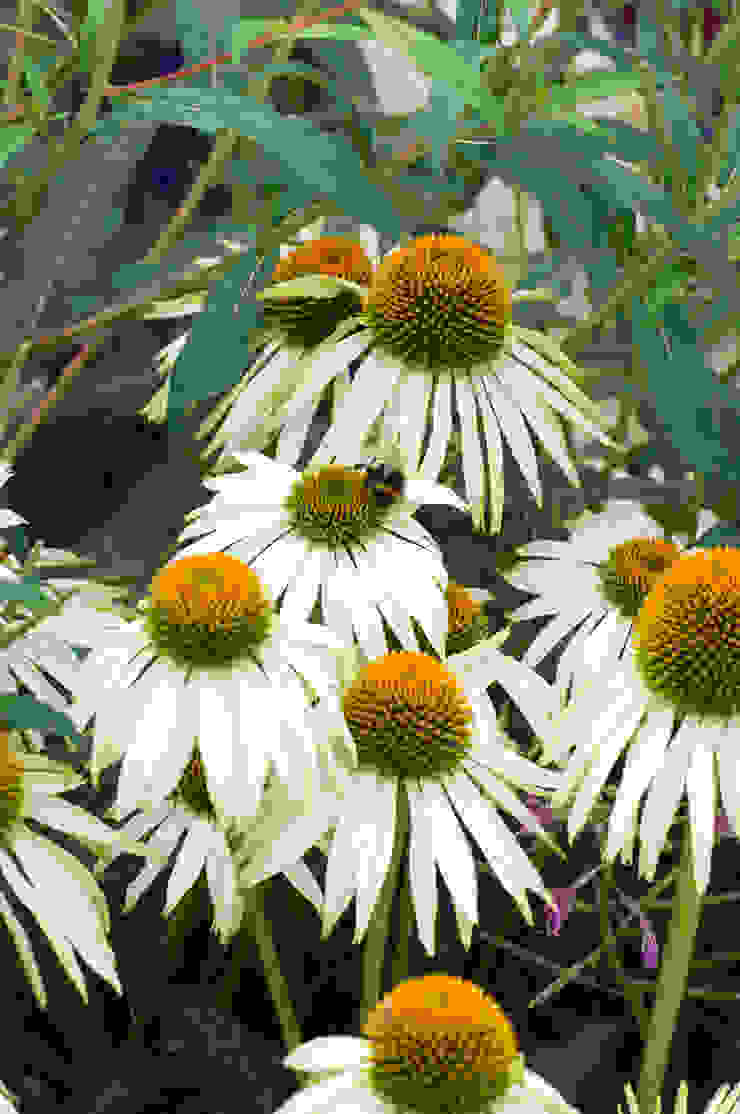 Party garden in Sevenoaks, Kent Giardino moderno di Earth Designs Moderno