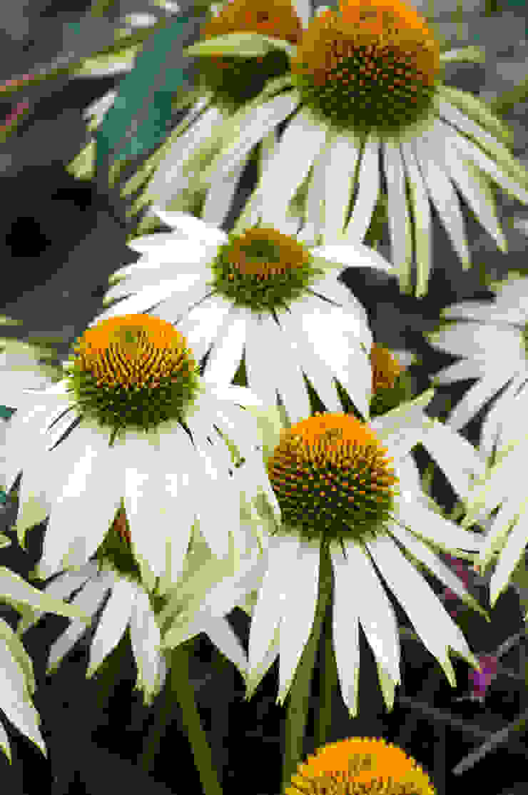 Party garden in Sevenoaks, Kent Giardino moderno di Earth Designs Moderno