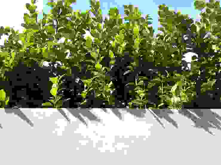 Roof terrace 2 Paul Newman Landscapes Balcony, veranda & terrace