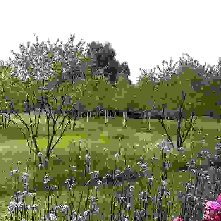 Beautiful multistem prunus trees Joanne Alderson Design Country