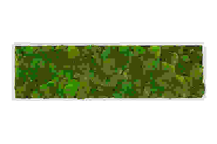 por Greenbop Eclético