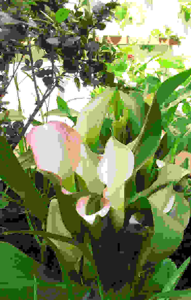 Marylebone Courtyard Fenton Roberts Garden Design Modern Garden