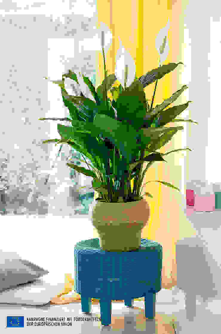 Der Einblatt – Zimmerpflanze des Monats Juni, Pflanzenfreude.de Pflanzenfreude.de Interior garden Interior landscaping