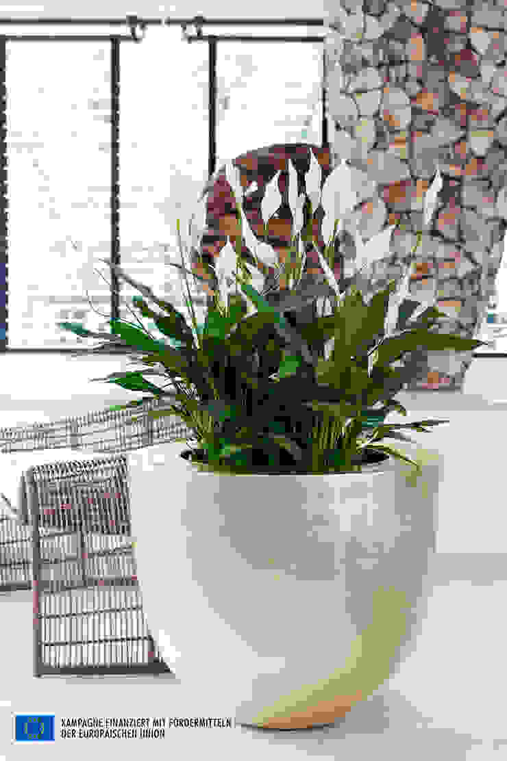 de Pflanzenfreude.de Minimalista