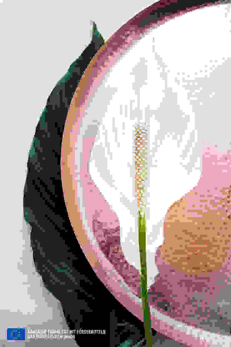 de Pflanzenfreude.de Minimalista