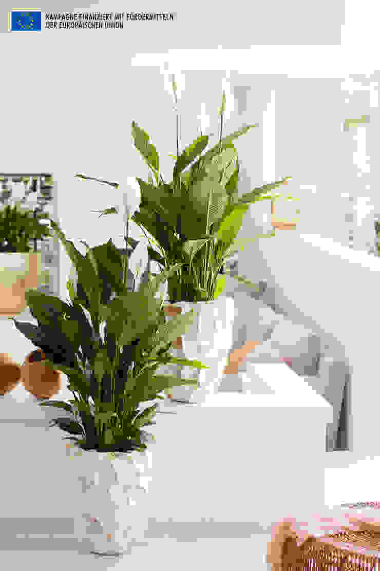 de Pflanzenfreude.de Minimalista