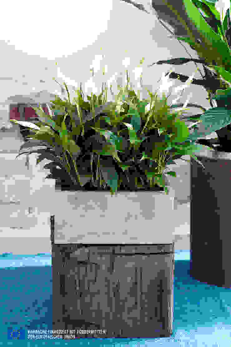 de Pflanzenfreude.de Rural