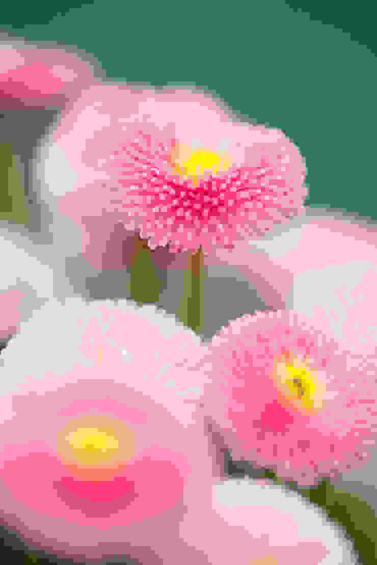 Pflanzenfreude.de Garden Plants & flowers