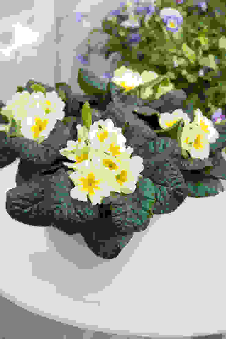 Pflanzenfreude.de Balconies, verandas & terraces Plants & flowers