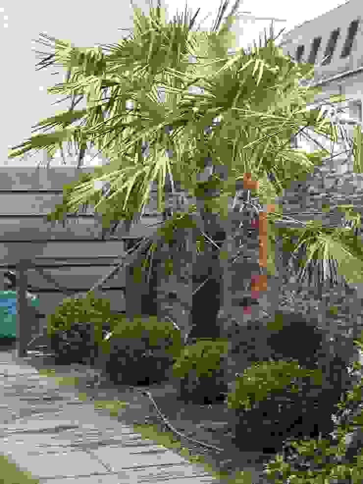 Jardin De Ville Palmiers Buis Lavandes Von So Green Homify