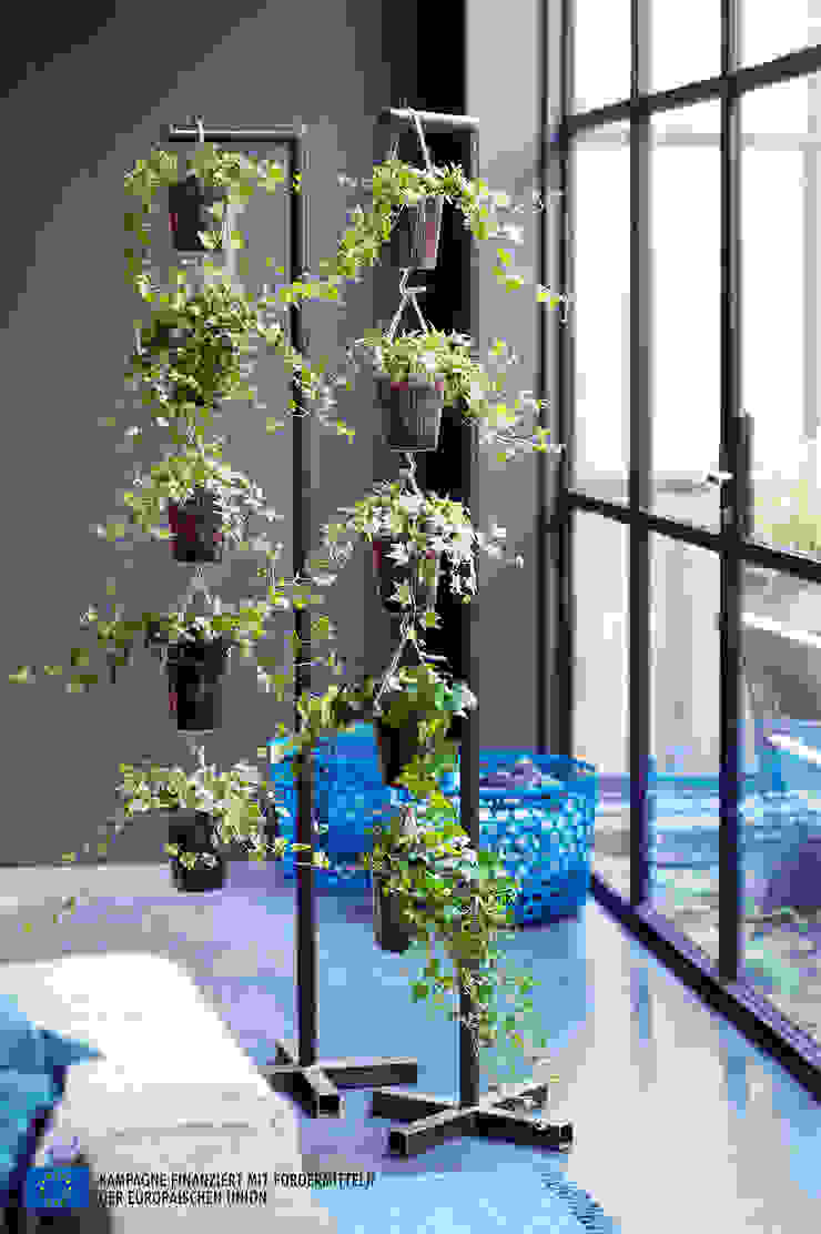 Der Efeu - Zimmerpflanze des Monats April, Pflanzenfreude.de Pflanzenfreude.de Innengarten Raumbegrünung