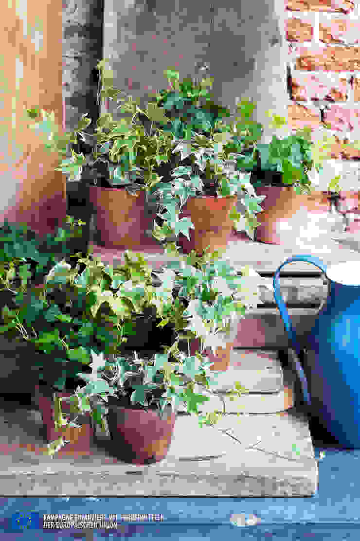Der Efeu - Zimmerpflanze des Monats April, Pflanzenfreude.de Pflanzenfreude.de Interior garden Interior landscaping