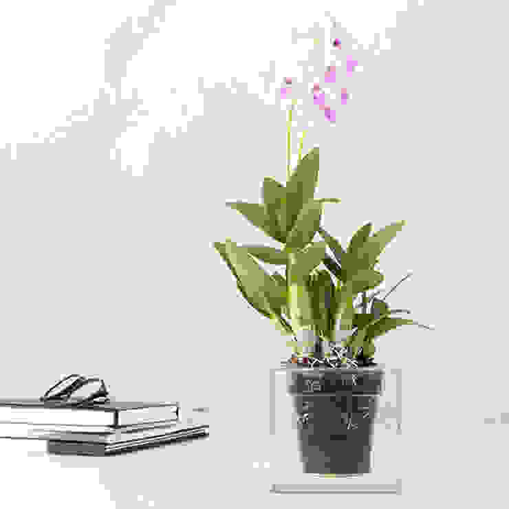 Maceta Cube, de la firma Boskke, Gnomo Gnomo Minimalistischer Garten Pflanzen und Zubehör
