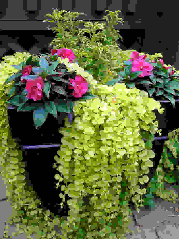 Fleurs en pots pour balcon et terrasse, My Little Jardin My Little Jardin Classic style garden