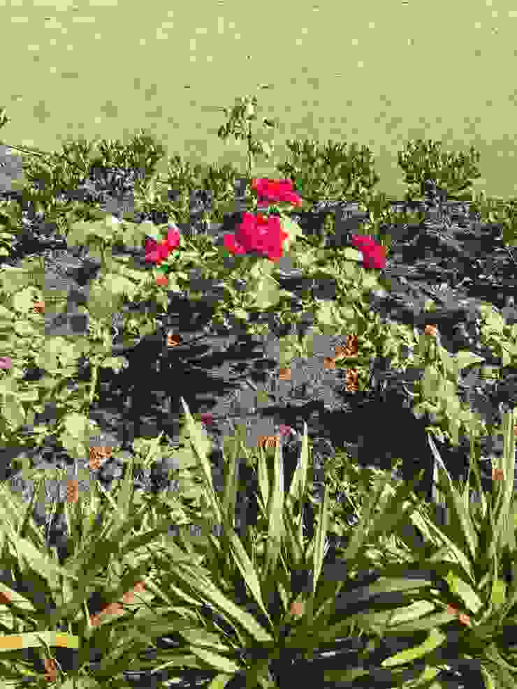 Duncraig Project Project Artichoke Modern garden