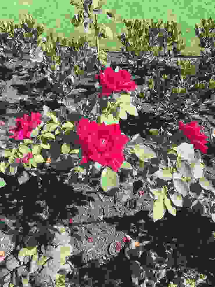 Duncraig Project Project Artichoke Modern garden