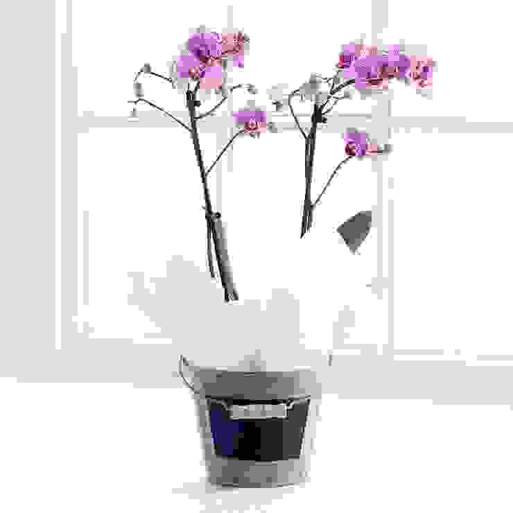 Pink Double Orchid Plant Appleyard London Moderner Garten Pflanzen und Blumen