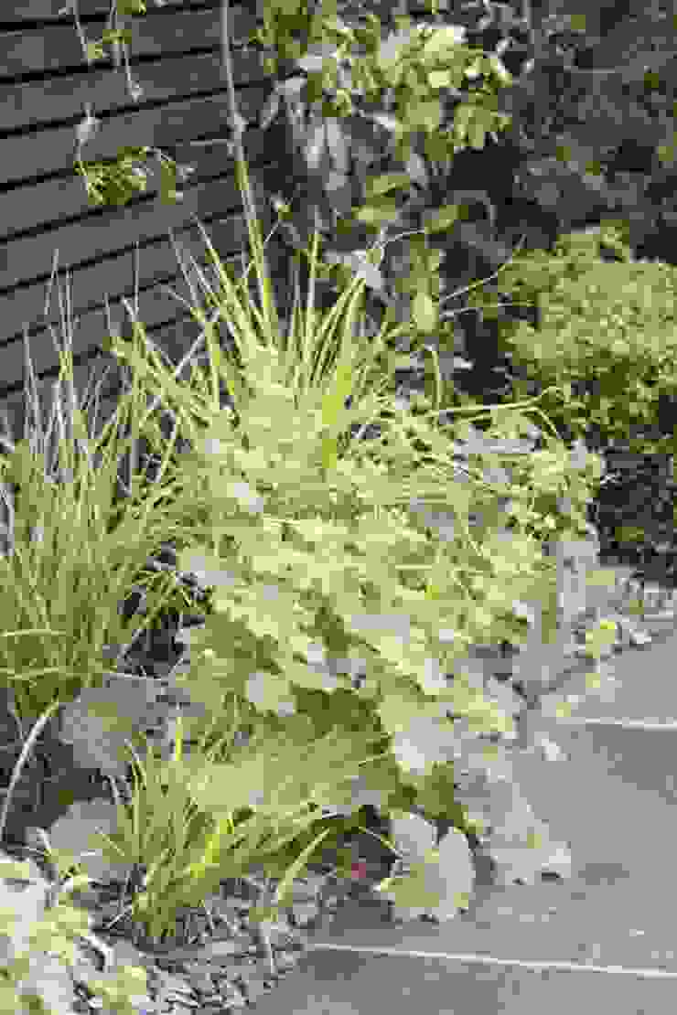 Small Urban Garden South London homify Moderner Garten Pflanzen und Blumen