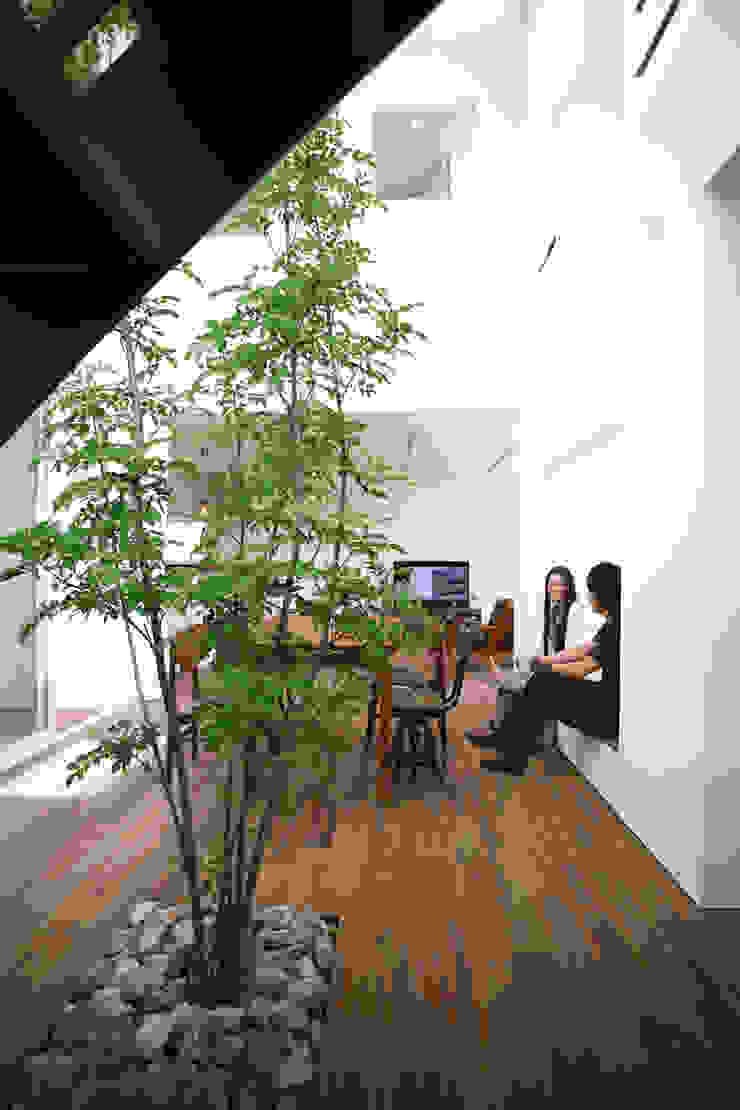 室内に植えられたシマトネリコ スターディ スタイル一級建築士事務所 モダンデザインの ダイニング Homify