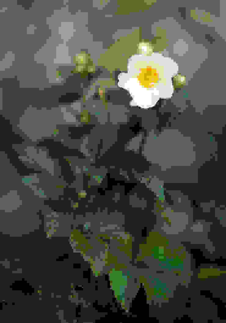 Stylowy a zarazem nowoczesny od Green Point Garden Design