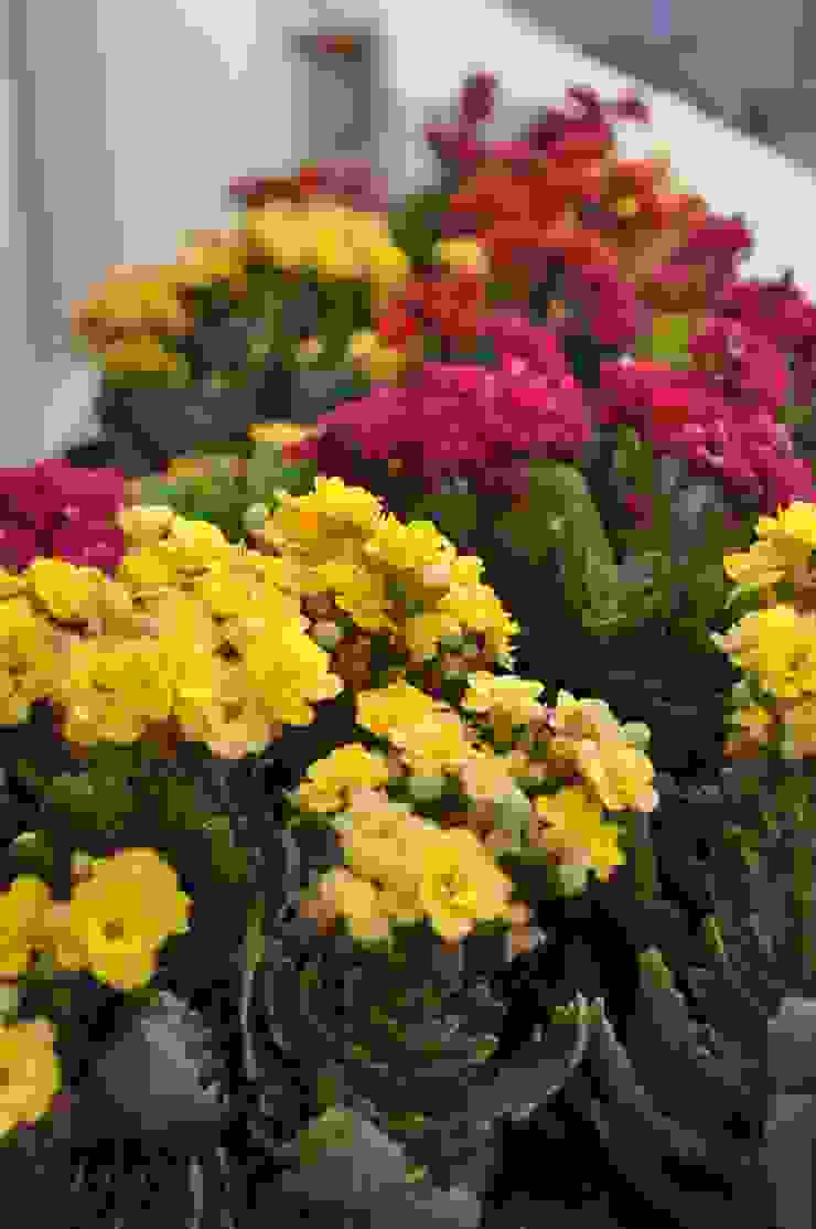 Dr.Z.S.'s Residential House DESIGNER GALAXY Modern garden