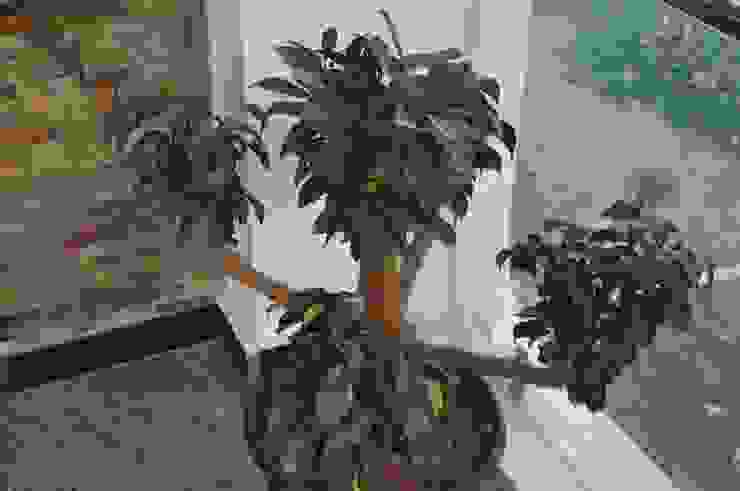 Dr.Z.S.'s Residential House DESIGNER GALAXY Modern garden