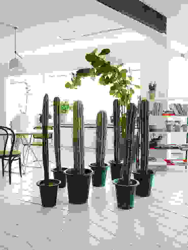 미니 가든 GARDEN STUDIO GartenPflanzen und Blumen